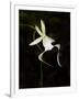 Ghost Orchid in Bloom, Polyrrhiza Lindenii, Florida, USA-Maresa Pryor-Framed Photographic Print