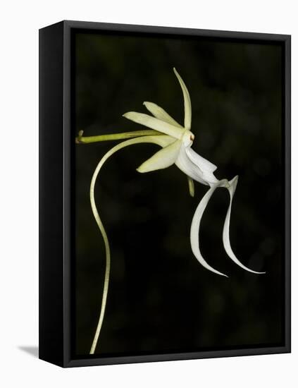 Ghost Orchid in Bloom, Polyrrhiza Lindenii, Florida, USA-Maresa Pryor-Framed Stretched Canvas