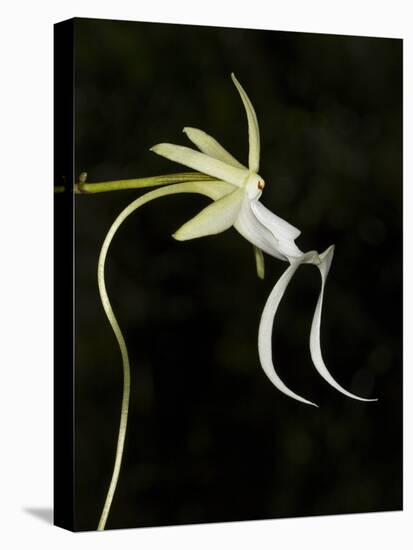 Ghost Orchid in Bloom, Polyrrhiza Lindenii, Florida, USA-Maresa Pryor-Stretched Canvas