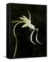 Ghost Orchid in Bloom, Polyrrhiza Lindenii, Florida, USA-Maresa Pryor-Framed Stretched Canvas