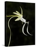 Ghost Orchid in Bloom, Polyrrhiza Lindenii, Florida, USA-Maresa Pryor-Stretched Canvas