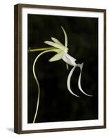 Ghost Orchid in Bloom, Polyrrhiza Lindenii, Florida, USA-Maresa Pryor-Framed Premium Photographic Print