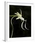 Ghost Orchid in Bloom, Polyrrhiza Lindenii, Florida, USA-Maresa Pryor-Framed Premium Photographic Print