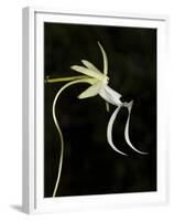 Ghost Orchid in Bloom, Polyrrhiza Lindenii, Florida, USA-Maresa Pryor-Framed Premium Photographic Print