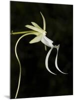 Ghost Orchid in Bloom, Polyrrhiza Lindenii, Florida, USA-Maresa Pryor-Mounted Premium Photographic Print