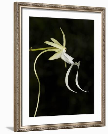 Ghost Orchid in Bloom, Polyrrhiza Lindenii, Florida, USA-Maresa Pryor-Framed Photographic Print