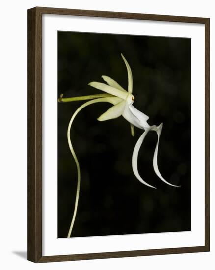 Ghost Orchid in Bloom, Polyrrhiza Lindenii, Florida, USA-Maresa Pryor-Framed Photographic Print