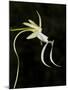 Ghost Orchid in Bloom, Polyrrhiza Lindenii, Florida, USA-Maresa Pryor-Mounted Photographic Print