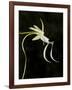 Ghost Orchid in Bloom, Polyrrhiza Lindenii, Florida, USA-Maresa Pryor-Framed Photographic Print