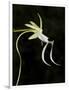 Ghost Orchid in Bloom, Polyrrhiza Lindenii, Florida, USA-Maresa Pryor-Framed Photographic Print