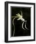 Ghost Orchid in Bloom, Polyrrhiza Lindenii, Florida, USA-Maresa Pryor-Framed Photographic Print