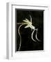 Ghost Orchid in Bloom, Polyrrhiza Lindenii, Florida, USA-Maresa Pryor-Framed Photographic Print