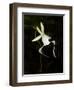 Ghost Orchid in Bloom, Polyrrhiza Lindenii, Florida, USA-Maresa Pryor-Framed Premium Photographic Print