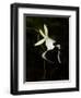 Ghost Orchid in Bloom, Polyrrhiza Lindenii, Florida, USA-Maresa Pryor-Framed Premium Photographic Print