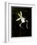 Ghost Orchid in Bloom, Polyrrhiza Lindenii, Florida, USA-Maresa Pryor-Framed Premium Photographic Print