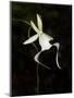 Ghost Orchid in Bloom, Polyrrhiza Lindenii, Florida, USA-Maresa Pryor-Mounted Premium Photographic Print