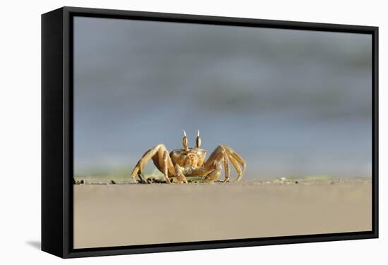 Ghost - Sand Crab (Ocypode Cursor) on Beach, Dalyan Delta, Turkey, August 2009-Zankl-Framed Stretched Canvas