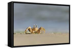 Ghost - Sand Crab (Ocypode Cursor) on Beach, Dalyan Delta, Turkey, August 2009-Zankl-Framed Stretched Canvas