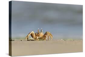 Ghost - Sand Crab (Ocypode Cursor) on Beach, Dalyan Delta, Turkey, August 2009-Zankl-Stretched Canvas