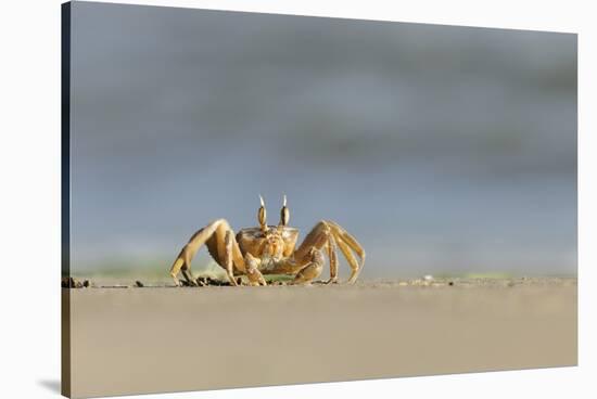 Ghost - Sand Crab (Ocypode Cursor) on Beach, Dalyan Delta, Turkey, August 2009-Zankl-Stretched Canvas