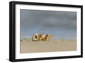 Ghost - Sand Crab (Ocypode Cursor) on Beach, Dalyan Delta, Turkey, August 2009-Zankl-Framed Photographic Print