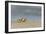 Ghost - Sand Crab (Ocypode Cursor) on Beach, Dalyan Delta, Turkey, August 2009-Zankl-Framed Photographic Print