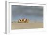 Ghost - Sand Crab (Ocypode Cursor) on Beach, Dalyan Delta, Turkey, August 2009-Zankl-Framed Photographic Print