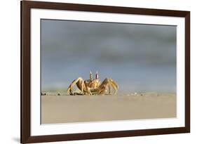 Ghost - Sand Crab (Ocypode Cursor) on Beach, Dalyan Delta, Turkey, August 2009-Zankl-Framed Photographic Print