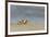 Ghost - Sand Crab (Ocypode Cursor) on Beach, Dalyan Delta, Turkey, August 2009-Zankl-Framed Photographic Print