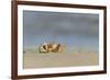 Ghost - Sand Crab (Ocypode Cursor) on Beach, Dalyan Delta, Turkey, August 2009-Zankl-Framed Photographic Print