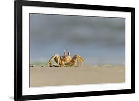 Ghost - Sand Crab (Ocypode Cursor) on Beach, Dalyan Delta, Turkey, August 2009-Zankl-Framed Photographic Print