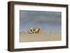 Ghost - Sand Crab (Ocypode Cursor) on Beach, Dalyan Delta, Turkey, August 2009-Zankl-Framed Photographic Print