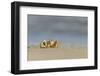 Ghost - Sand Crab (Ocypode Cursor) on Beach, Dalyan Delta, Turkey, August 2009-Zankl-Framed Photographic Print