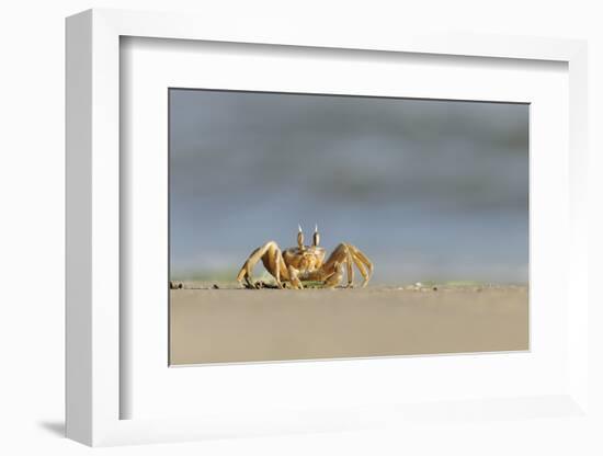 Ghost - Sand Crab (Ocypode Cursor) on Beach, Dalyan Delta, Turkey, August 2009-Zankl-Framed Photographic Print