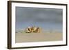 Ghost - Sand Crab (Ocypode Cursor) on Beach, Dalyan Delta, Turkey, August 2009-Zankl-Framed Photographic Print