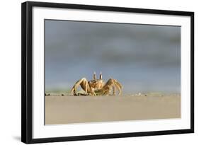 Ghost - Sand Crab (Ocypode Cursor) on Beach, Dalyan Delta, Turkey, August 2009-Zankl-Framed Photographic Print