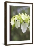 Ghost Tree Showing False Petals-null-Framed Photographic Print