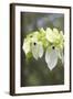 Ghost Tree Showing False Petals-null-Framed Photographic Print