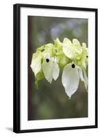 Ghost Tree Showing False Petals-null-Framed Photographic Print