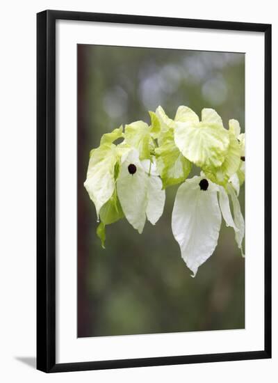 Ghost Tree Showing False Petals-null-Framed Photographic Print