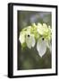 Ghost Tree Showing False Petals-null-Framed Photographic Print