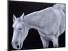 Ghost-Stevie Taylor-Mounted Giclee Print