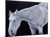 Ghost-Stevie Taylor-Mounted Giclee Print