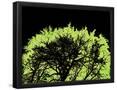 Essential Black