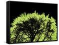 Canvas Black