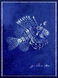 Conch Shell B-GI ArtLab-Giclee Print