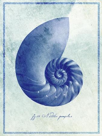 Nautilus Shell B