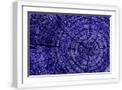 White Frame