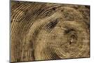 Wood Mount