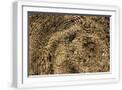 White Frame